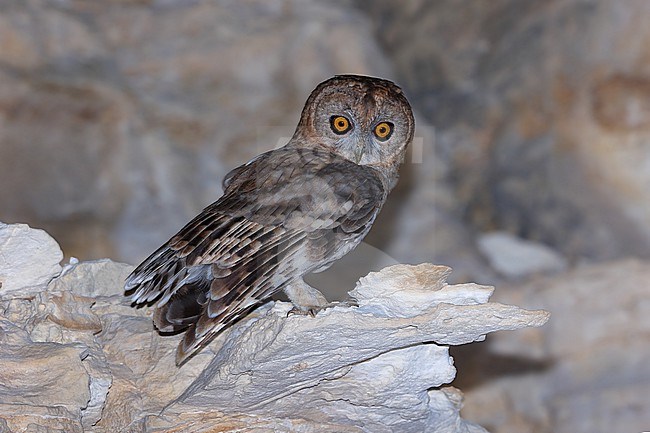 Desert Owl  (Strix hadorami) male taken at  Salalah - Oman stock-image by Agami/Aurélien Audevard,