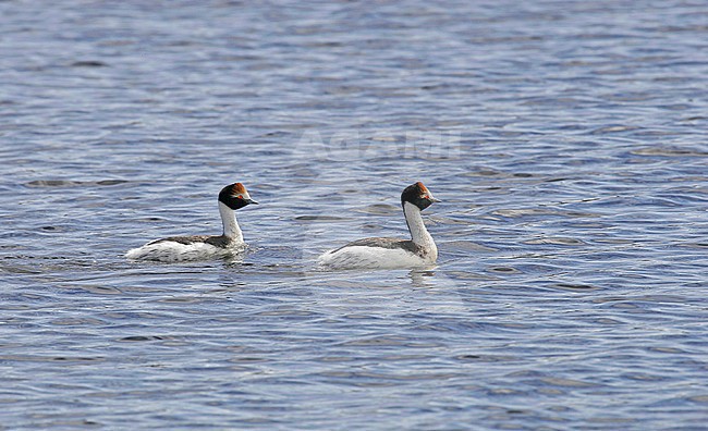 Hooded Grebe (Podiceps gallardoi) a critically endangered species of bird found in isolated lakes in the most remote parts of Patagonia. stock-image by Agami/Pete Morris,