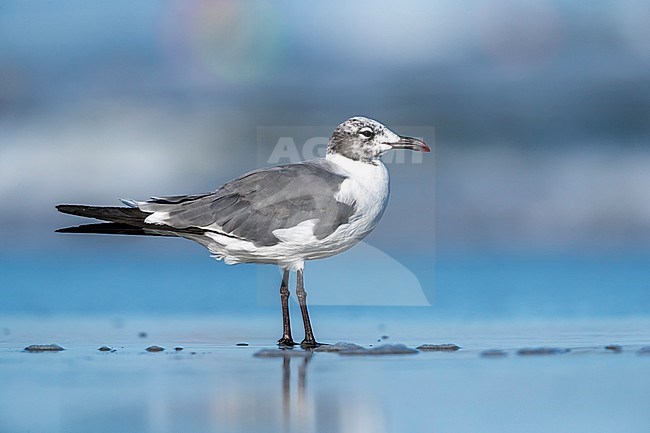 Adult Laughing Gull sitting on a beach, North Wildwood, New Jersey. August 2016. stock-image by Agami/Vincent Legrand,
