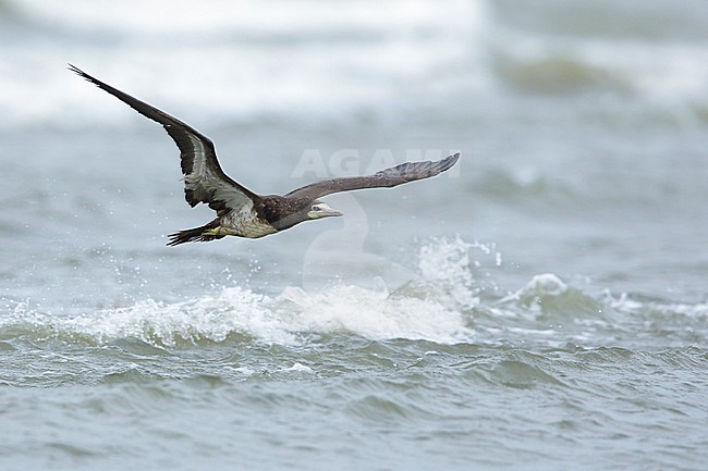 Adult Brown Booby (Sula leucogaster) in flight
Galveston Co., TX
April 2017 stock-image by Agami/Brian E Small,