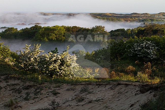Panoramic view of National park Berkheide, south of Katwijk, Zuid-Holland, in the Netherlands. Sunrise over the dunes with mist in the valleys. stock-image by Agami/Menno van Duijn,