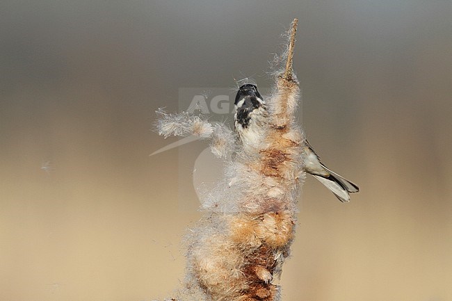 Rietgors zittend op Lisdodde; Common Reed Bunting perched on Cat's-tail stock-image by Agami/Chris van Rijswijk,