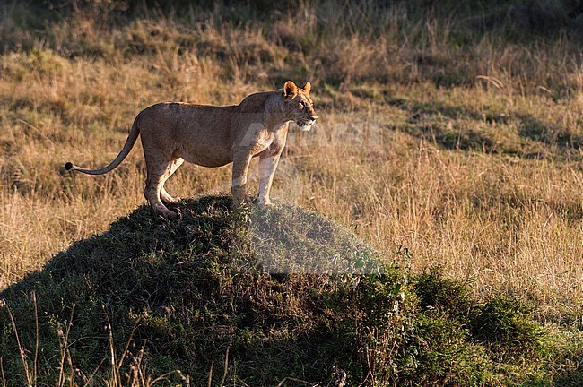 A lioness, Panthera leo, on top of a termite mound. Masai Mara National Reserve, Kenya. stock-image by Agami/Sergio Pitamitz,