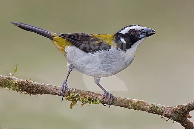 Black-winged Saltator (Saltator atripennis) at Tatama National Park, Pueblo Rico, Risaralda, Colombia. stock-image by Agami/Tom Friedel,