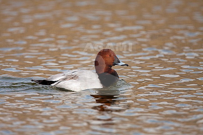Male Common Pochard (Aythya ferina) swimming in a lake in Daimiel National Park, Spain stock-image by Agami/Oscar Díez,