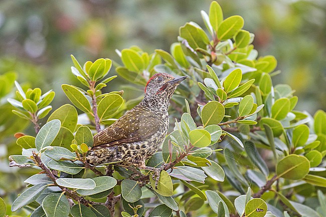 Knysna Woodpecker (Campethera notatus) in South Africa. stock-image by Agami/Pete Morris,