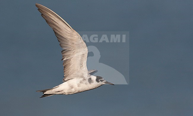 Adult Black Tern (Chlidonias niger) almost in full winter plumage. stock-image by Agami/Marc Guyt,