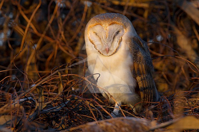 Duttende Kerkuil, Dozing Barn Owl stock-image by Agami/Daniele Occhiato,