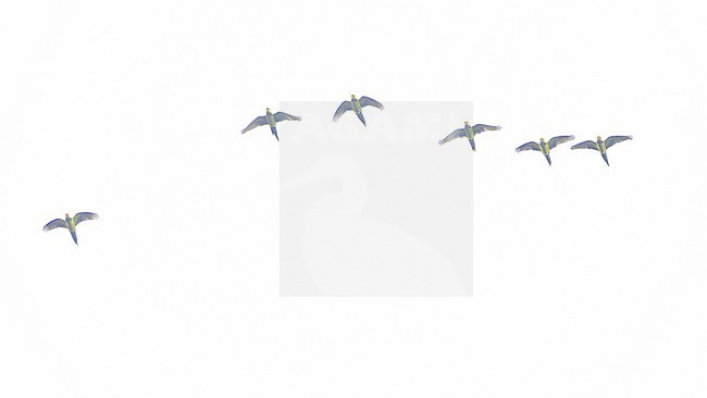 Yellow-eared Parrot (Ognorhynchus icterotis) stock-image by Agami/Lennart Verheuvel,