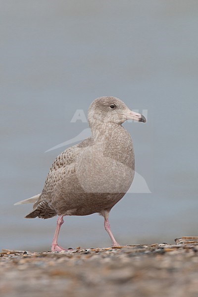 Eerste winter Grote Burgemeester; First winter Glaucous Gull stock-image by Agami/Arnold Meijer,