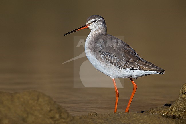 Onvolwassen Zwarte Ruiter; Immature Spotted Redshank stock-image by Agami/Daniele Occhiato,