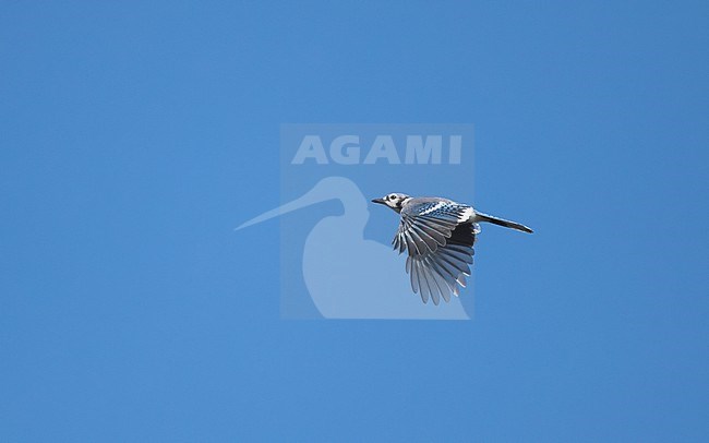 Blue Jay (Cyanocitta cristata) in flight showing upperside on migration at Cape May, New Jersey, USA stock-image by Agami/Helge Sorensen,