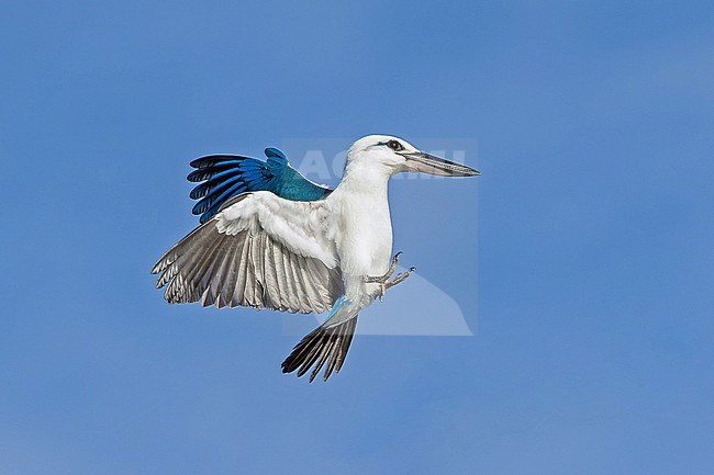 Beach Kingfisher, Todiramphus saurophagus, in West Papua, Indonesia. stock-image by Agami/Pete Morris,