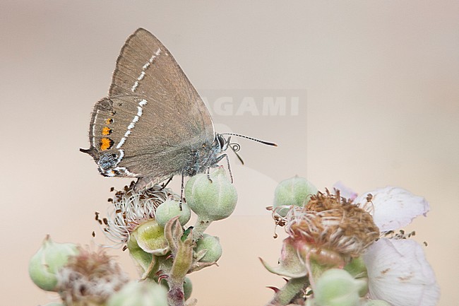Satyrium spini - Blue-spot Hairstreak - Kreuzdorn-Zipfelfalter, Croatia, imago stock-image by Agami/Ralph Martin,