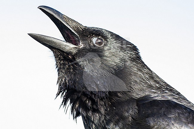 Zwarte Kraai, Carrion Crow, Corvus corone portrait bird calling stock-image by Agami/Menno van Duijn,