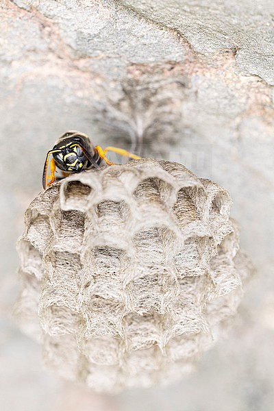 Polistes biglumis has no english name and the german name is best transleted to mountain field wasp, sitting on its combs with fresh layed eggs stock-image by Agami/Mathias Putze,