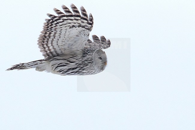 Strix uralensis, Ural Owl, Viirupö:llö stock-image by Agami/Arto Juvonen,