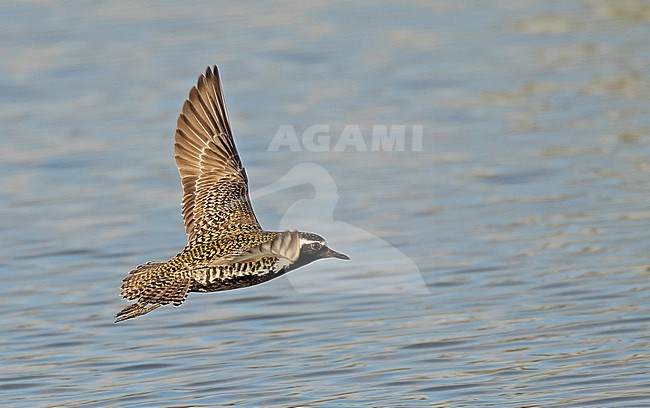 Adult summer plumage Pacific golden plover (Pluvialis fulva) on Maui island, Hawaii, United States. stock-image by Agami/Pete Morris,
