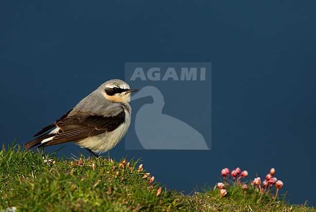 Mannetje Tapuit, Male Northern Wheatear stock-image by Agami/Danny Green,