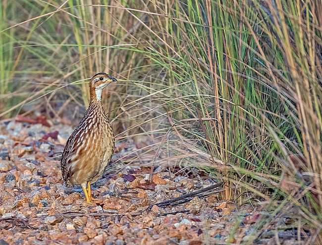 White-throated Francolin (Campocolinus albogularis) standing on the side of a dirt road in Ghana. stock-image by Agami/Pete Morris,