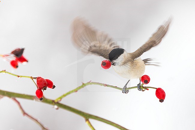 Marsh Tit (Poecile palustris), picking a berry on a snowy winter day in the Picos de Europa, Spain. stock-image by Agami/Rafael Armada,