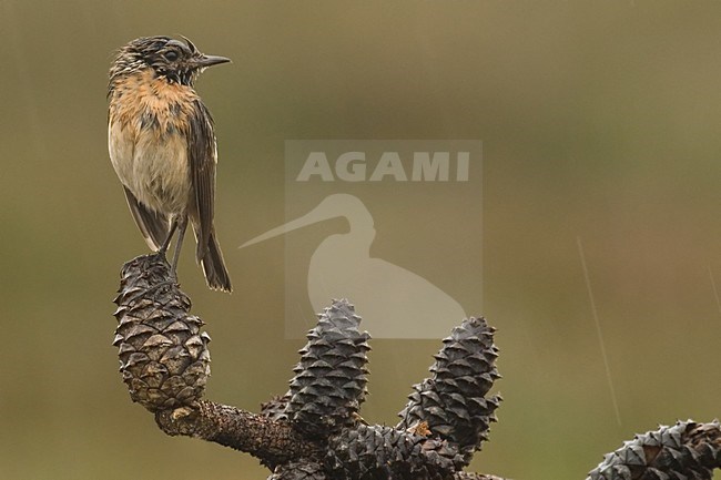 European Stonechat perched in the rain; Roodborsttapuit zittend in de regen stock-image by Agami/Han Bouwmeester,