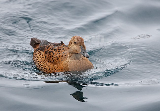 Zwemmend vrouwtje Koningseider; Swimming female King Eider stock-image by Agami/Markus Varesvuo,