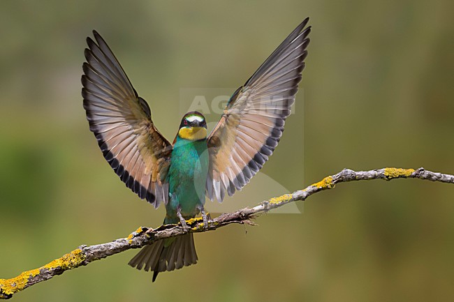 Bijeneter landend op tak, European Bee-eater landing on a branch stock-image by Agami/Daniele Occhiato,