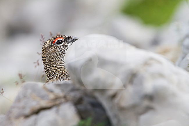 Rock Ptarmigan - Alpenschneehuhn - Lagopus muta ssp. helvetica, Germany, adult male stock-image by Agami/Ralph Martin,