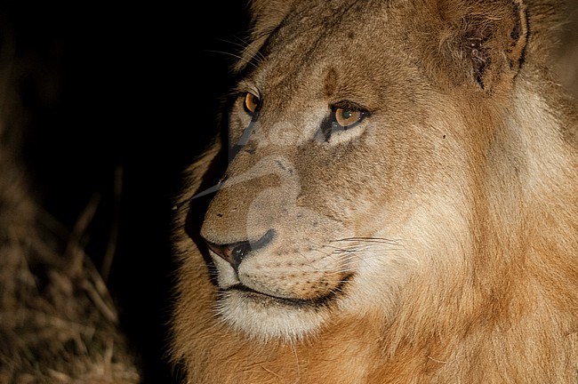 Close up portrait of a male lion, Panthera leo, at night. Mala Mala Game Reserve, South Africa. stock-image by Agami/Sergio Pitamitz,