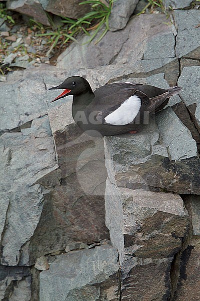 Black Guillemot (Cepphus grylle) perched on a cliff off Newfoundland, Canada. stock-image by Agami/Glenn Bartley,