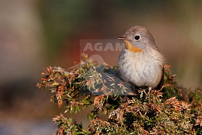 Volwassen mannetje Kleine Vliegenvanger; Adult male Red-breasted Flycatcher stock-image by Agami/Markus Varesvuo,