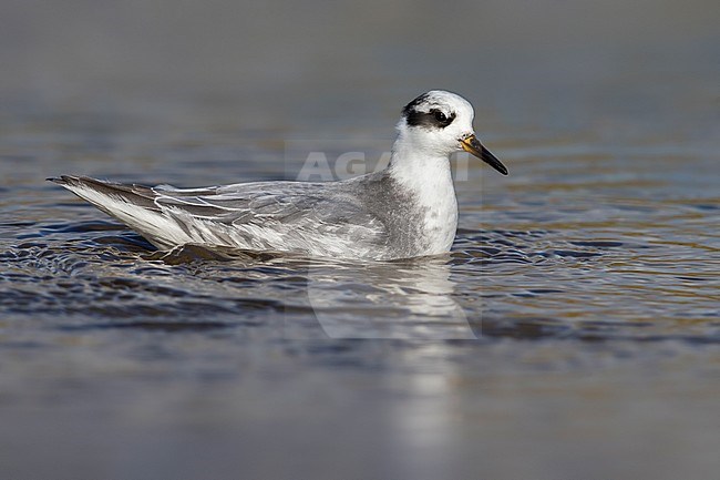 Rosse Franjepoot; Grey Phalarope; Phalaropus fulicarius stock-image by Agami/Daniele Occhiato,