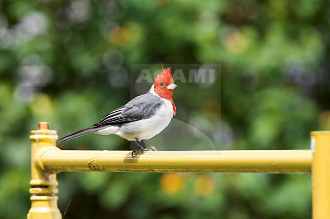 Roodkuifkardinaal; Red-crested Cardinal stock-image by Agami/Marc Guyt,