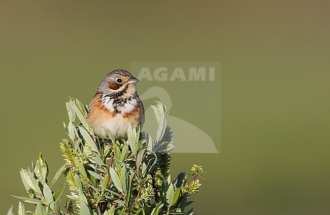 Chestnut-eared Bunting - Bandammer - Emberiza fucata ssp. fucata, Russia (Baikal), adult male stock-image by Agami/Ralph Martin,