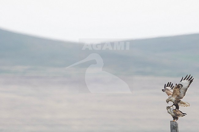 Upland Buzzard - Mongolenbussard - Buteo hemilasius, Russia (Baikal), adult stock-image by Agami/Ralph Martin,