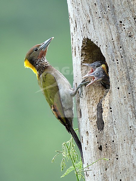Grote Geelkuifspecht jongen voeren, Greater Yellownape feeding its young stock-image by Agami/Alex Vargas,