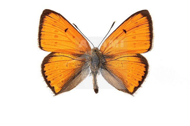 Large Copper, Grote vuurvlinder ssp. rutila, Lycaena dispar ssp. carueli stock-image by Agami/Wil Leurs,