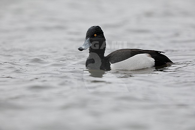  stock-image by Agami/Chris van Rijswijk,