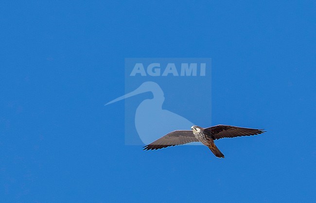 Light morph female Eleonora's Falcon flying over SalÃ© cliffs near Raba, Morocco. stock-image by Agami/Vincent Legrand,