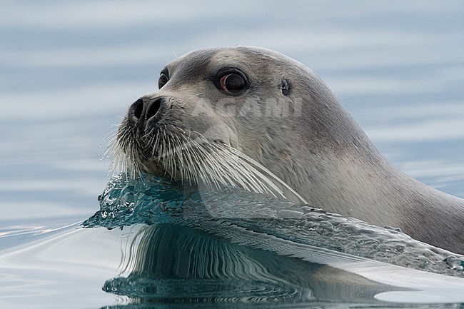 A bearded seal, Erignathus barbatus, swimming in the Arctic waters. Svalbard, Norway stock-image by Agami/Sergio Pitamitz,