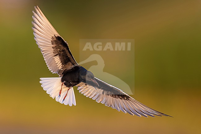 White-winged Tern (Chlidonias leucopterus) in flight. stock-image by Agami/Daniele Occhiato,