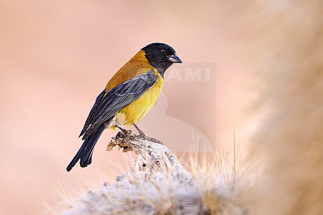 Black-hooded Sierra Finch (Phrygilus atriceps) male perched on a cactus, Bolivia stock-image by Agami/Tomas Grim,