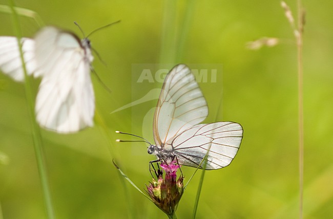 Groot Geaderd Witje, Black-veined White stock-image by Agami/Rob de Jong,