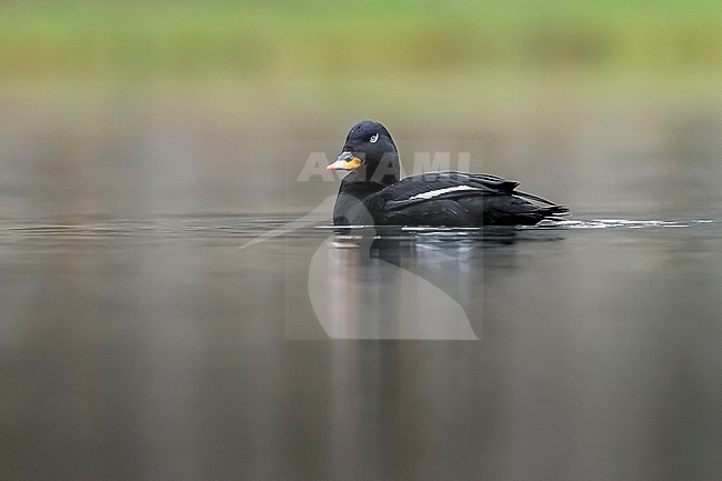 Drake Velver Scoter swimming on a small fishing pool at Stavelot, Liège. January 13, 2018. stock-image by Agami/Vincent Legrand,