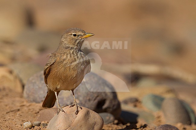 Desert Lark - Steinlerche - Ammomanes deserti ssp. payni, Morocco stock-image by Agami/Ralph Martin,