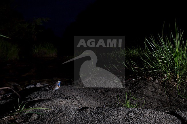 Bluethroat (Cyanecula svecica ssp. pallidogularis), Russia (Baikal), adult, male at night stock-image by Agami/Ralph Martin,