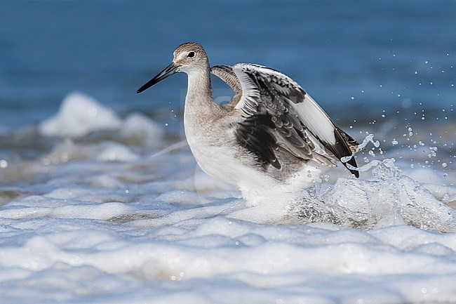 Western Willet hunted some crustacean along the St Pete Jetty in Cape May Point, New Jersey. August 2016. stock-image by Agami/Vincent Legrand,