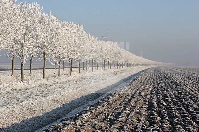 Ibisweg Zeewolde Netherlands covered in hoar-frost; Ibisweg Zeewolde Nederland gehuld in rijp stock-image by Agami/Karel Mauer,