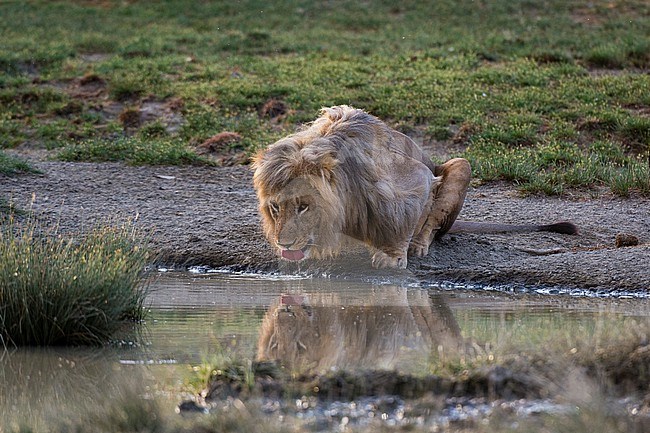 A male lion, Panthera leo, drinking at a waterhole. Ndutu, Ngorongoro Conservation Area, Tanzania stock-image by Agami/Sergio Pitamitz,